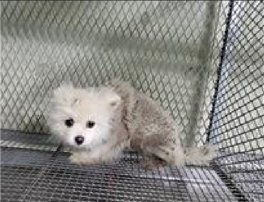 (사)하얀비둘기_426336202300220